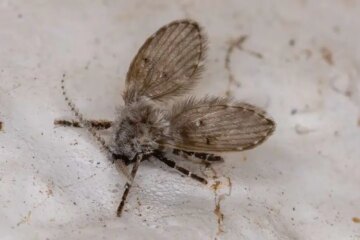 Why Tiny Flies Keep Coming Out of Bathroom Drains in Michigan