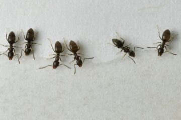 Why Tiny Odorous House Ants Keep Appearing in Ohio Bathrooms