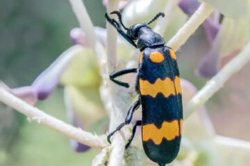 Utah’s Blister Beetles and the Chemical Burns They Cause