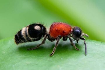 20 Dangerous Bugs in Wyoming (With Pictures and Identification)