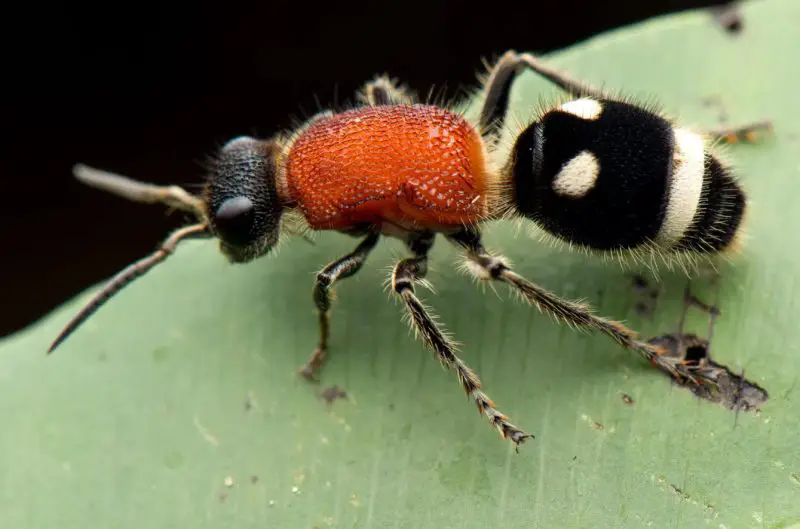 Velvet Ant in North Carolina