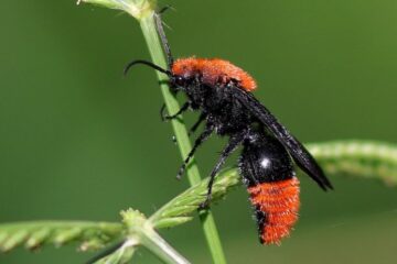 What Most Florida Residents Don’t Realize About Velvet Ant Stings