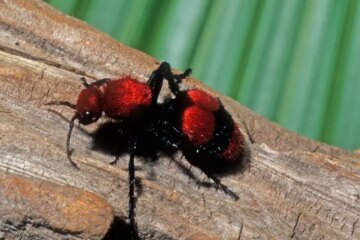 Why Velvet Ant Stings in Idaho Hurt So Much and What You Should Know