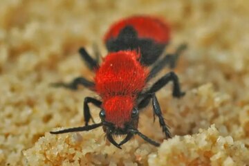 Why Velvet Ant Stings in Indiana Hurt So Much and What You Should Know