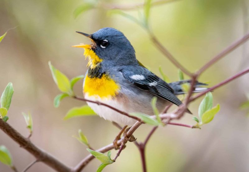 Warblers in Mississippi