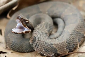 What Most Nebraska Residents Don’t Realize About Water Moccasins Chase People