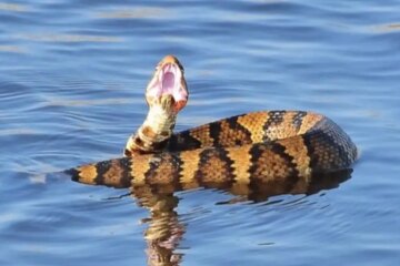 Stories of Water Moccasins Advancing Toward People in Louisiana