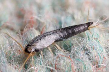What Arizona Homeowners Overlook About Closet Silverfish