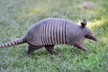 What Armadillo Holes Near Homes Mean in Arkansas?