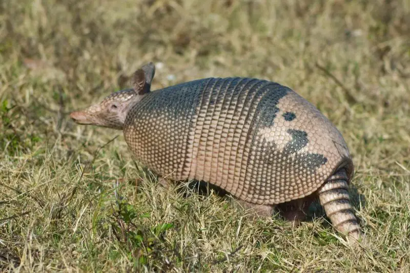 What Armadillo Holes Near Homes Mean in North Carolina