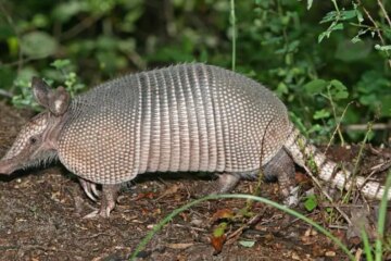 What Armadillo Holes Near Homes Mean in South Carolina?