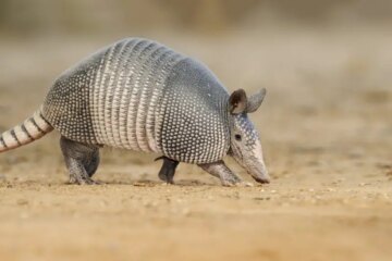 What Armadillo Holes Near Homes Mean in Tennessee?