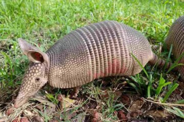 What Armadillo Holes Near Homes Mean in Texas