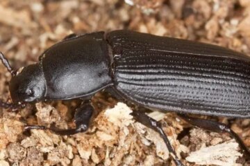What Causes Darkling Beetles to Appear in Ohio Basements