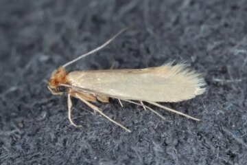 What Moths Appearing in Nevada Closets Usually Mean for Your Home