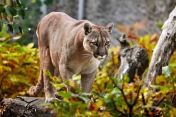What Nevada Residents Don’t Realize About Mountain Lions Near Suburbs