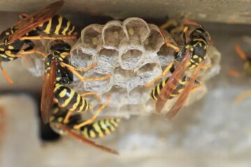 What Those Buzzing Wasps Around Kansas Rooflines Often Indicate