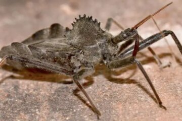 What Most Florida Residents Don’t Realize About Wheel Bug Bites