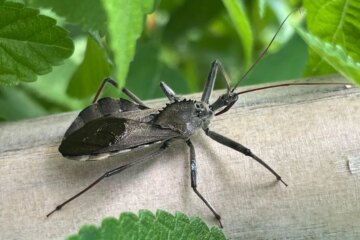 The Wheel Bugs of Oklahoma and the Bite Locals Describe as Burning