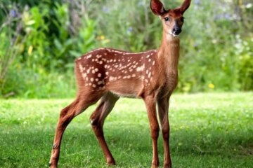 Do White-Tailed Deer in Montana Ever Breed With Mule Deer?
