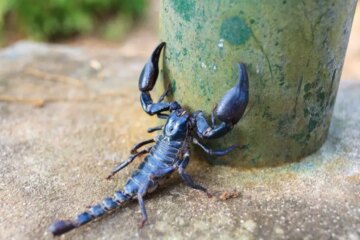 Why Are Scorpions Showing Up Indoors in New Mexico?