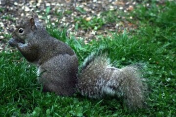 Why Are Squirrels in New York Suddenly Losing Tail Fur?