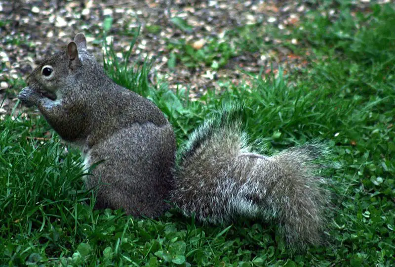 Why Are Squirrels in New York Suddenly Losing Tail Fur