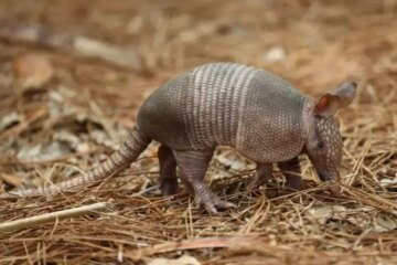 Why Armadillos Are Suddenly Showing Up in Illinois?