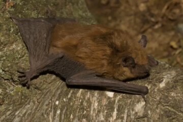 Why Bats in Pennsylvania Are Showing Up Inside Homes in Winter