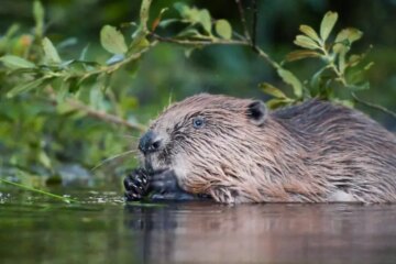 Why Beavers Are Suddenly Flooding Backyards in Oregon Neighborhoods