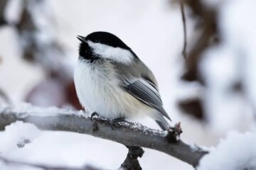 Why Black-Capped Chickadees Can Survive Extreme Cold in Vermont