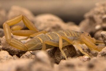 Why California’s Bark Scorpions Still Terrify So Many Residents