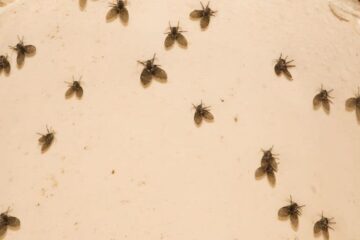 Why Drain Flies Keep Appearing in Alabama Kitchens