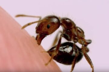 Why Fire Ant Venom Causes Long-Lasting Skin Damage in Mississippi