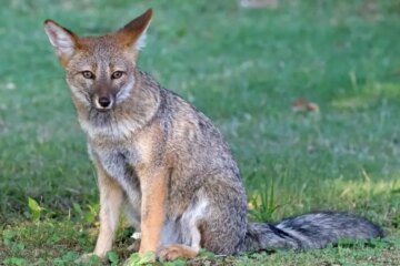 Why Genetics Make Dog–Fox Hybrids Impossible in Nevada?