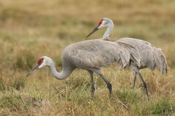 Why Massive Sandhill Crane Flocks Suddenly Appear in Texas