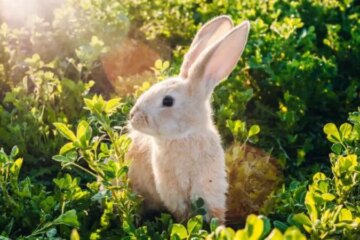 Why Rabbits Keep Digging Up California Lawns and What It Means