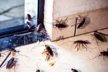 Why Roaches Suddenly Appear After Renovations in Utah Homes
