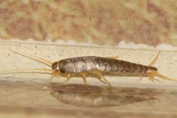 Why Ohio Homes Often Find Silverfish in the Bathroom