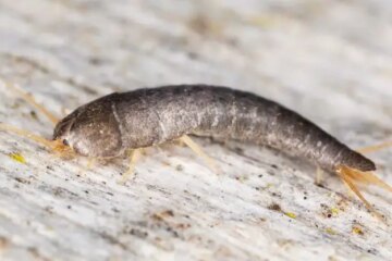 Why Silverfish Are Suddenly Showing Up in Illinois Apartments More Than Ever