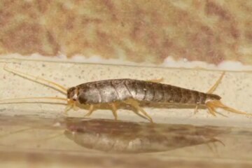 Why Silverfish Suddenly Appear in Alabama Bathrooms?