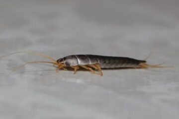 Why Silverfish Suddenly Appear in Washington Bathrooms?
