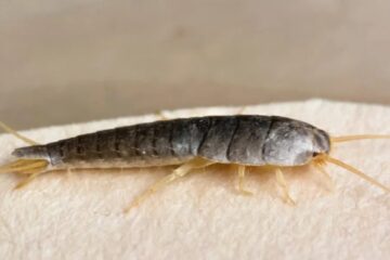 Why Silverfish Suddenly Appear in Idaho Bathrooms?