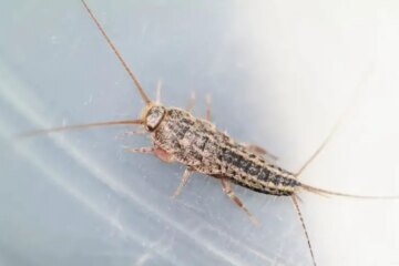 Why Silverfish Suddenly Appear in Indiana Bathrooms?