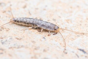 Why Silverfish Suddenly Appear in Kansas Bathrooms?