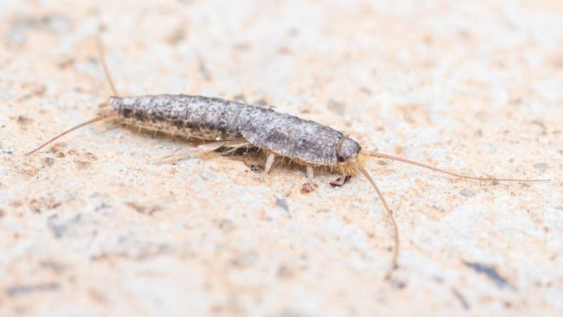 Why Silverfish Suddenly Appear in Kansas Bathrooms