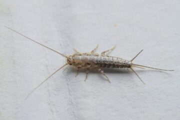 Why Silverfish Suddenly Appear in Michigan Bathrooms?