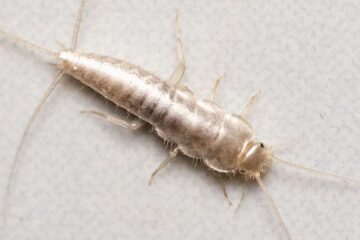 Why Silverfish Suddenly Appear in Oklahoma Bathrooms?