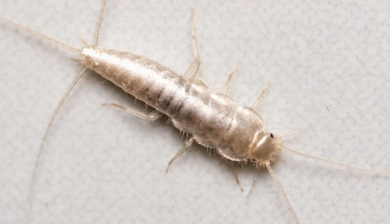 Why Silverfish Suddenly Appear in Oklahoma Bathrooms