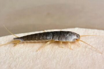 Why Silverfish Suddenly Appear in South Carolina Bathrooms?